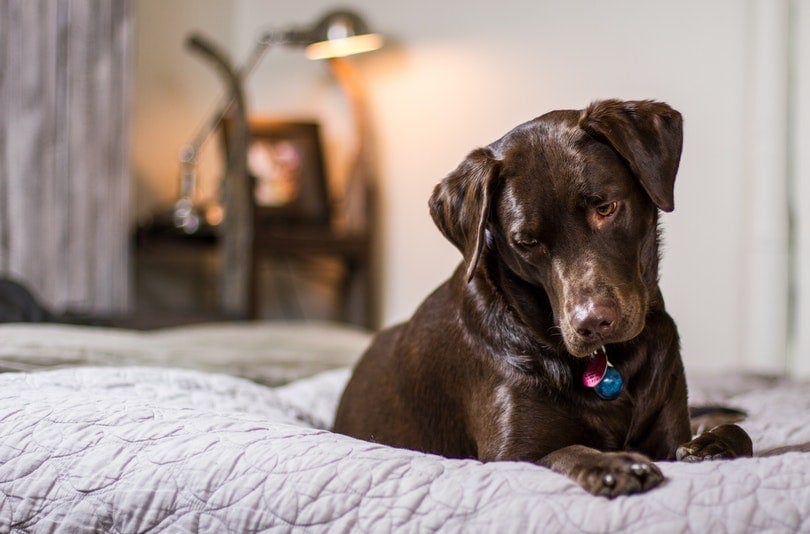 Aromatherapy for Dogs: Does It Really Help? Vet Approved Advice