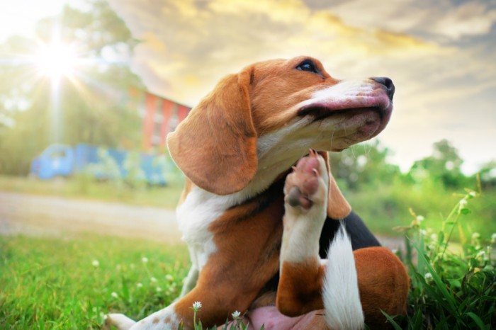 Can Dogs Get Lice From Humans? 9 Vet-Reviewed Signs of Infection in a Dog
