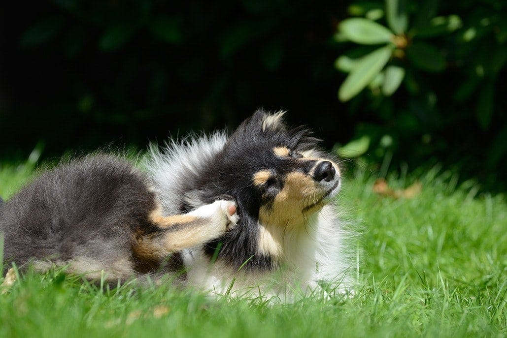 9 Natural Home Remedies for Dog Skin Allergies & Itching (Expert Tips)