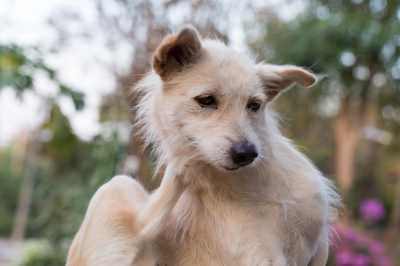 Seborrhea in Dogs: Causes, Signs & Treatment (Vet Answer)