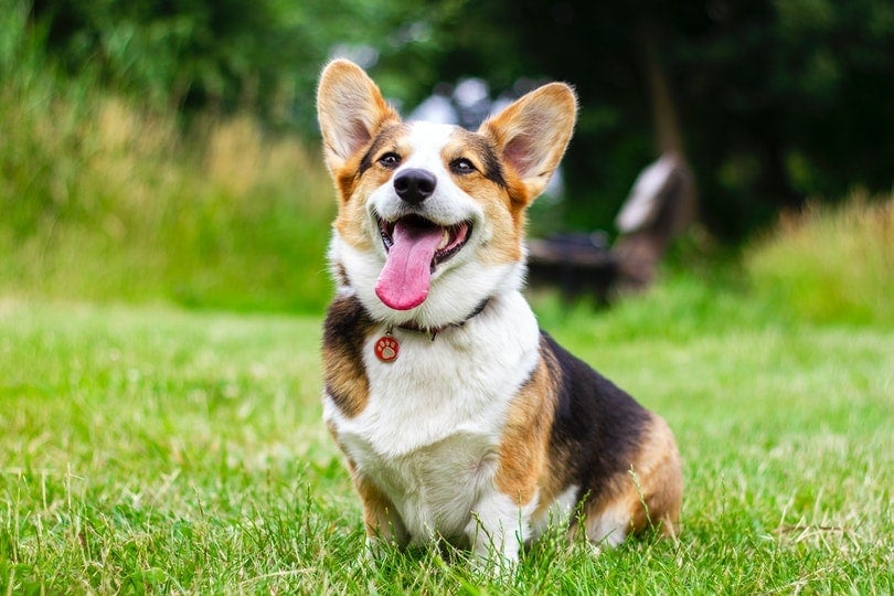 10 Dogs That Look Like Corgis (With Pictures & Facts)