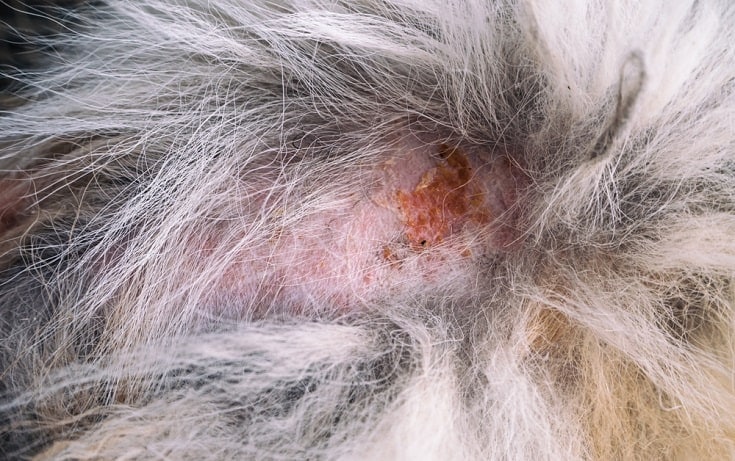My Dog Has Crusty Scabs on His Back: Vet-Verified Causes & Treatments