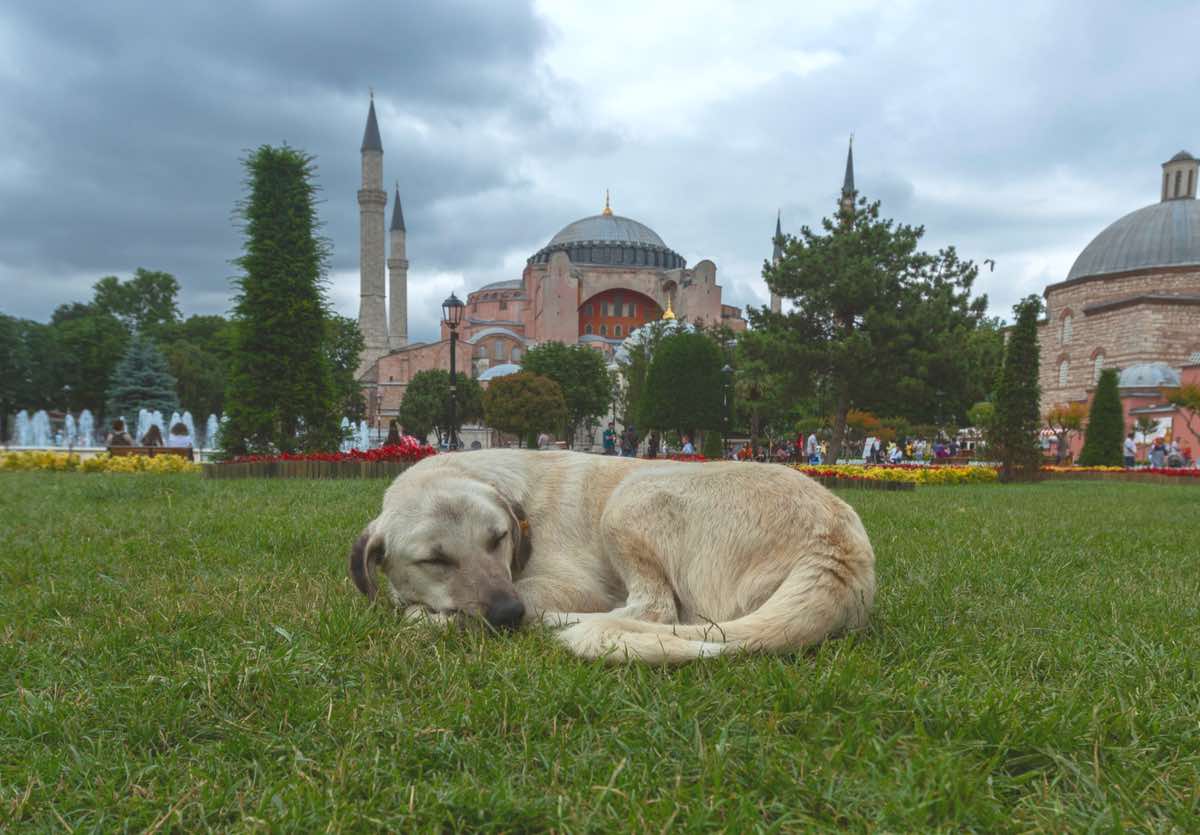 7 Turkish Dog Breeds (With Info & Pictures)