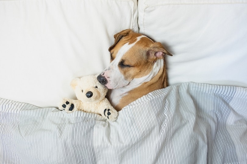 10 Best Dog Beds in 2026 - Reviews & Top Picks