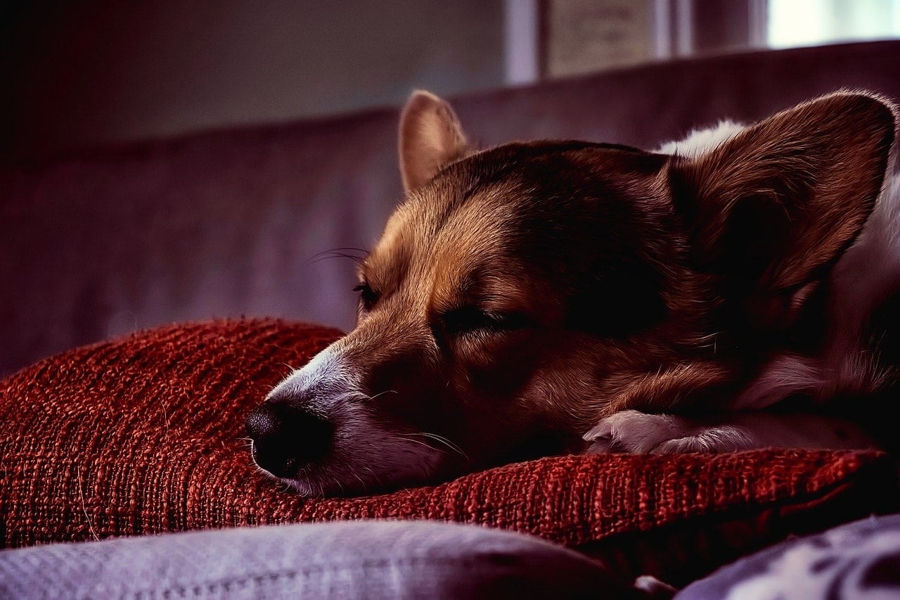 Why Won’t My Dog Sleep With Me Anymore? 11 Reasons & What to Do