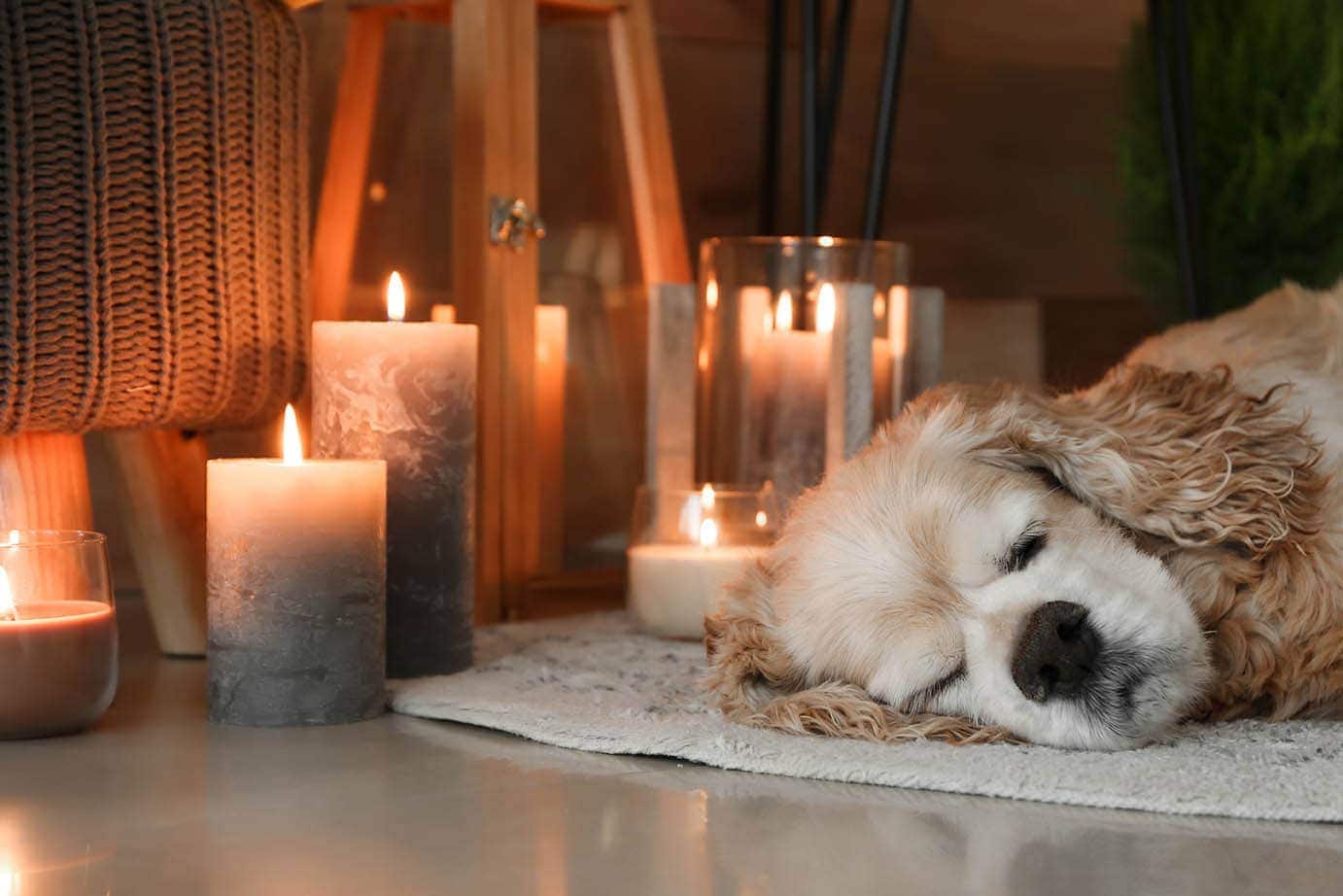 How to Remove Candle Wax from Dog Fur (Safe, Quick & Easy)