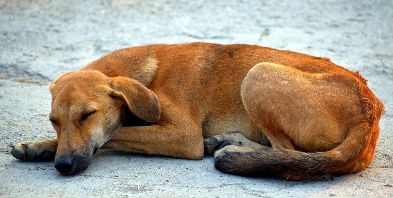 Why Does My Dog Snore? Our Vet Explains