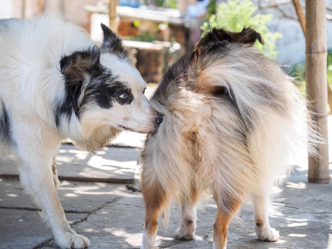 Do Dogs Feel Pain When in Heat? Vet-Reviewed Facts & FAQ