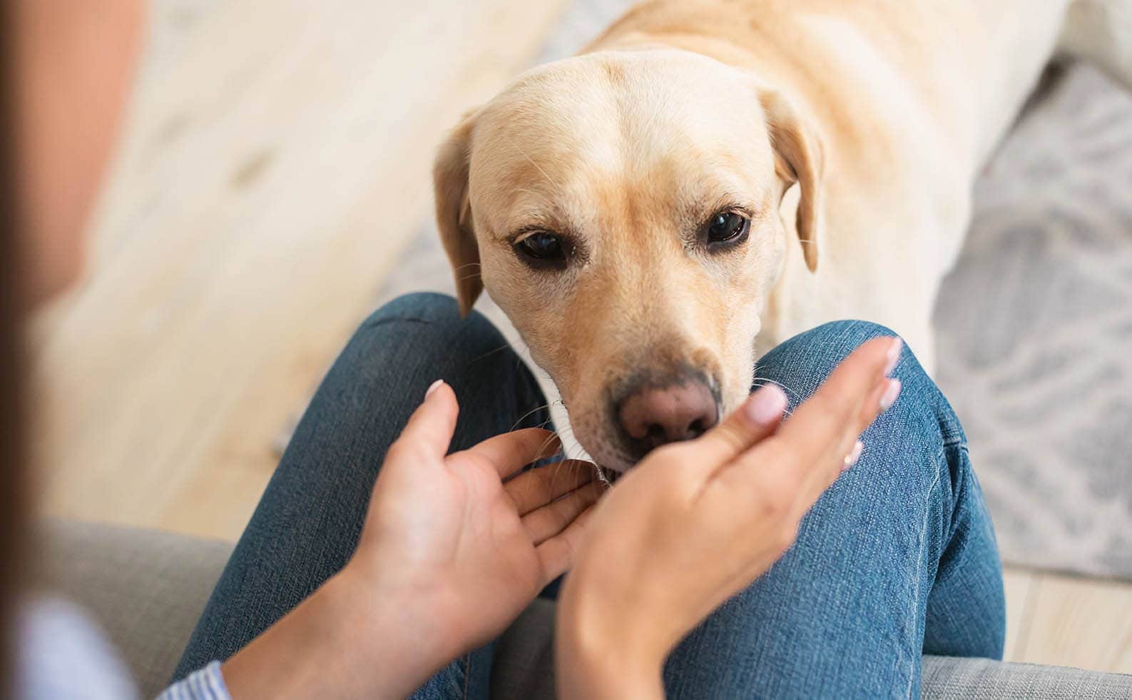What Breed of Dog Can Smell Cancer? Vet Reviewed Info
