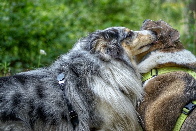 Why Do Dogs Lick Each Other's Ears? Vet-Reviewed Canine Behavior