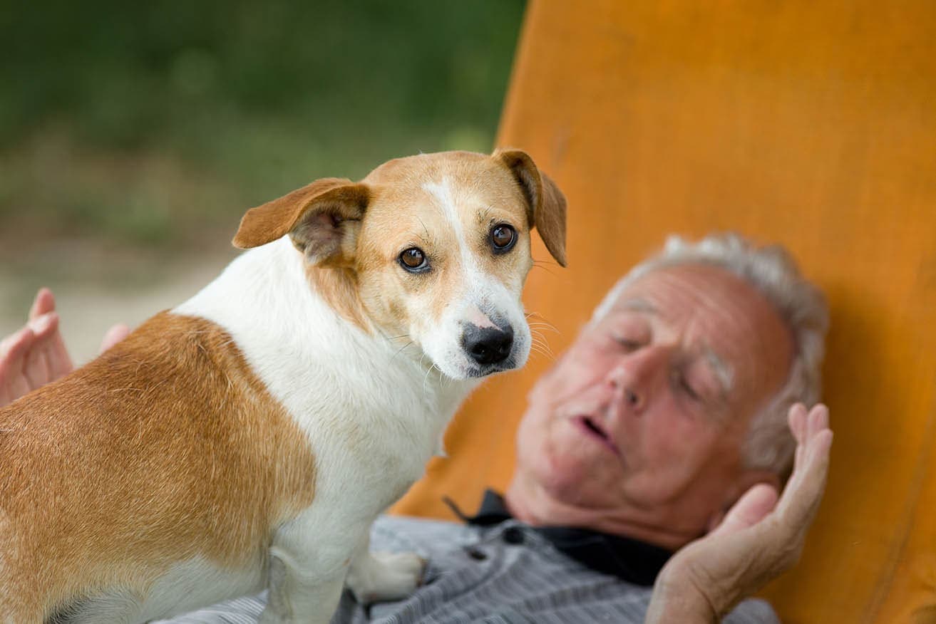Why Does My Dog Stand on Me? 7 Vet-Verified Reasons & What to Do