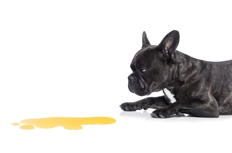 6 Reasons Why Dogs Lick Pee: Vet-Approved Facts & Advice