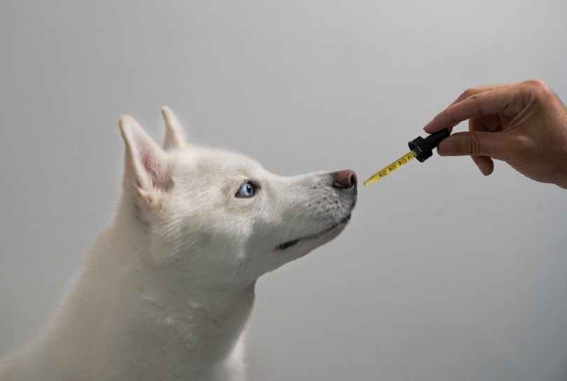 5 Best CBD for Dog Anxiety in 2026 - Reviews & Top Picks
