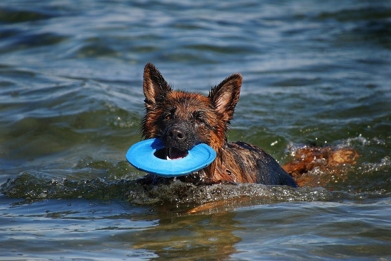 8 Types of Dog Toys Your Pup Will Love (with Pictures)