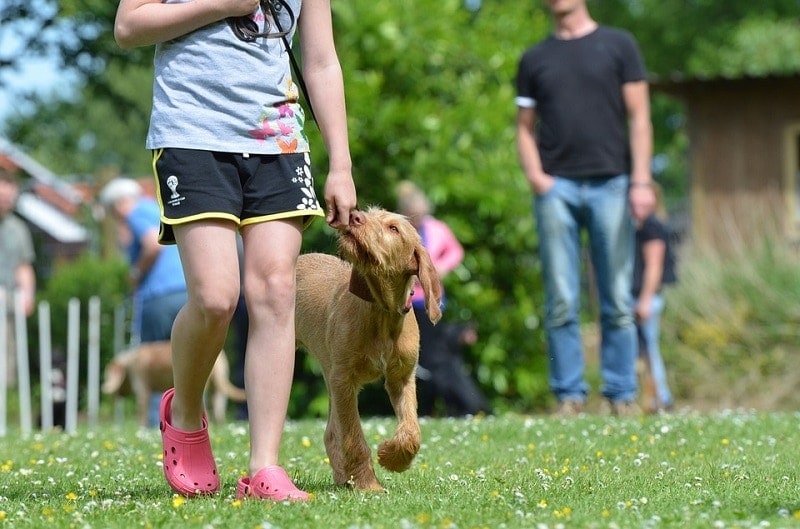 How to Become a Dog Trainer: 7 Steps to Success