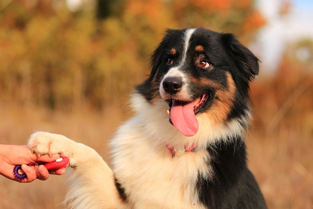 35+ Dog Training Quotes: Inspirational & Educational Sayings
