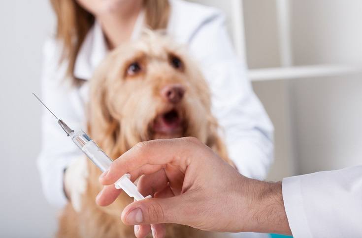 Side Effects of Rabies Vaccines in Dogs: 5 Vet Reviewed Signs
