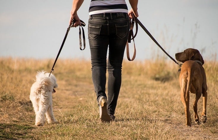 14 Cute & Thoughtful Gifts Your Dog Walker Will Love