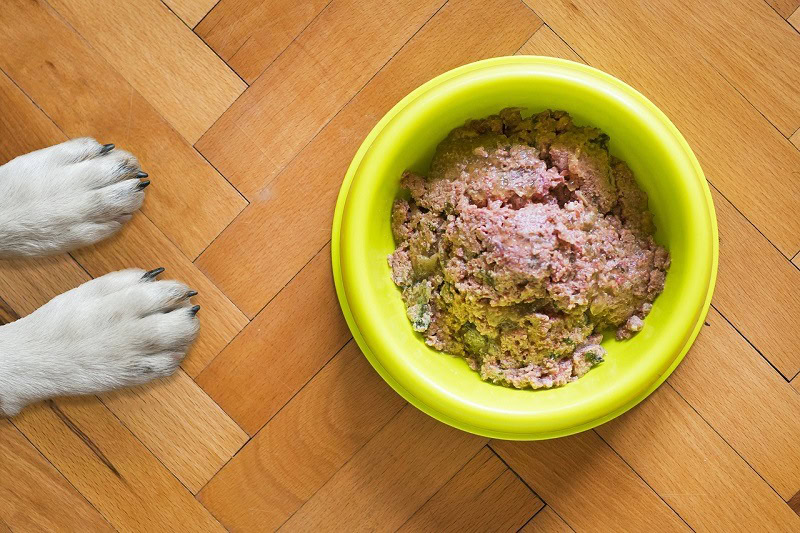 dog wet food pixabay