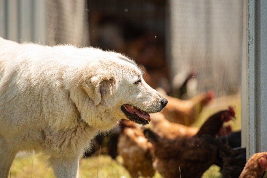 10 Dogs That Are Good with Chickens (With Pictures)