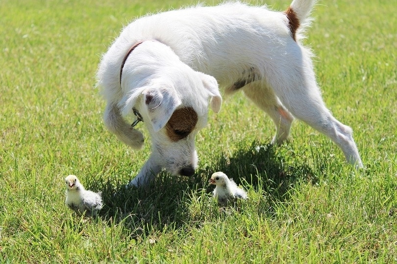 5 Ways to Train Your Dog to Stop Attacking Chickens