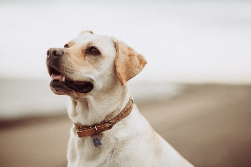 6 Types of Dog Collars and Their Differences (with Pictures)