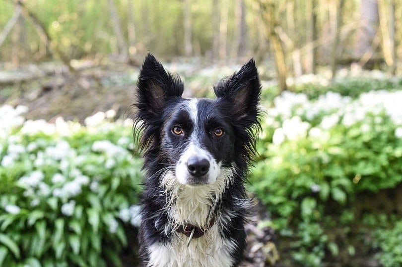 8 Ways to Stop a Dog From Digging Up Potted Plants (Easy & Humane)