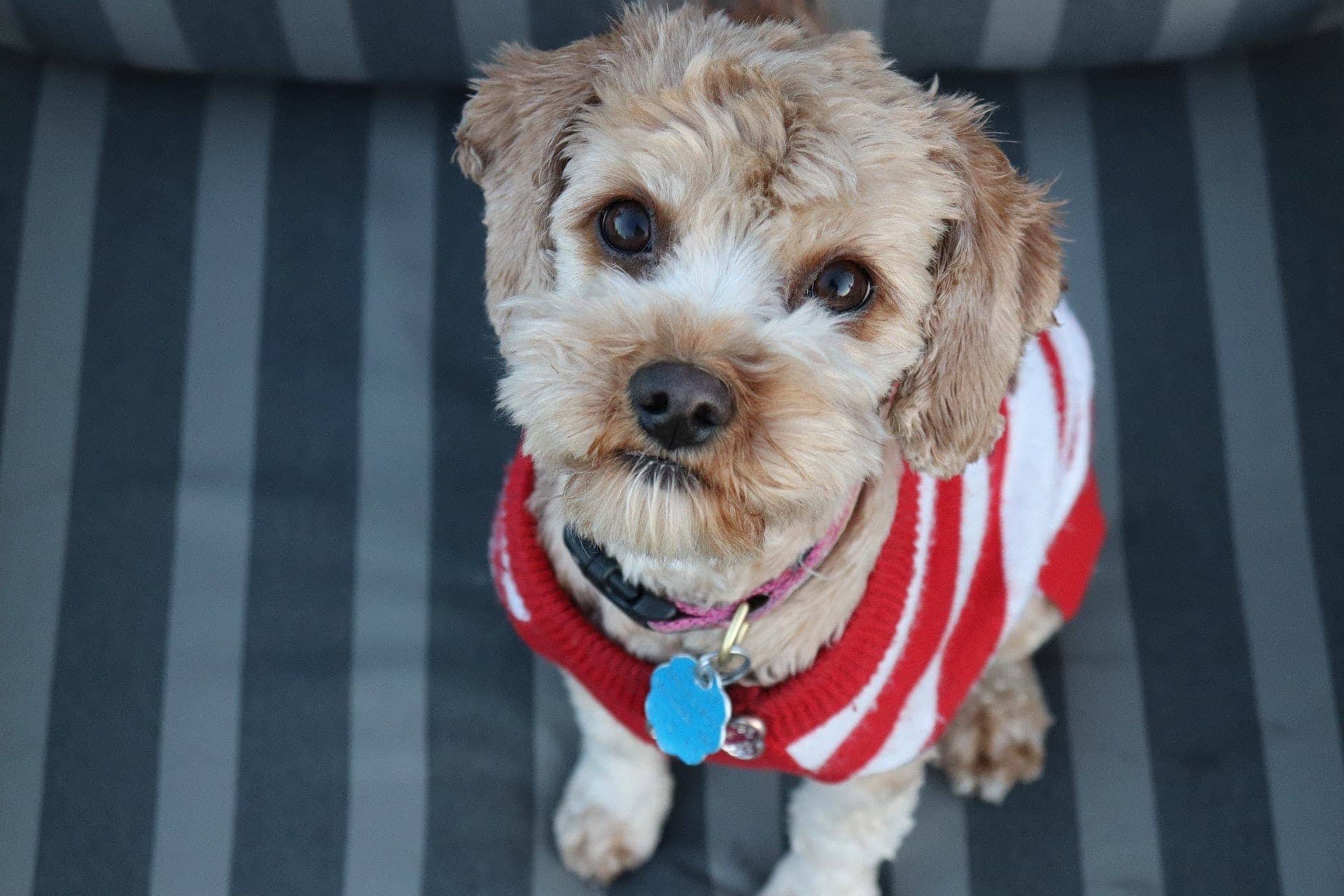 9 Best Designer Dog ID Tag Brands of 2026 - Reviews & Top Picks