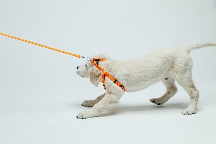 6 Reasons Your Dog Doesn't Want to Walk (And What to Do!)