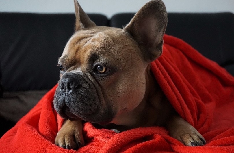 How to Get Dog Pee Smell & Stains Out of Blankets: 5 Proven Methods