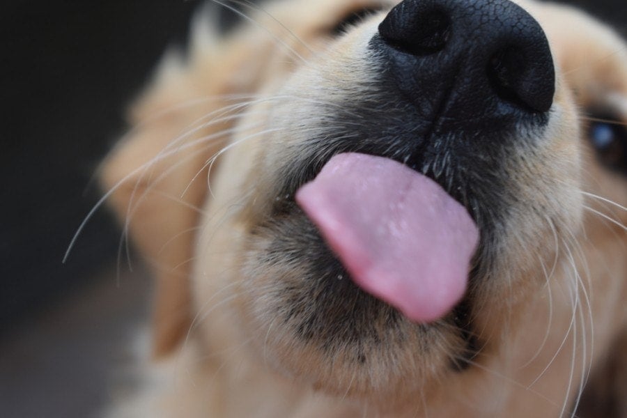 Why Does My Dog Keep Licking the Air? 7 Reasons & What to Do