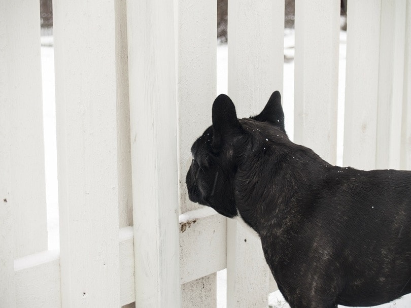 22 Ways to Dog-Proof Your Home