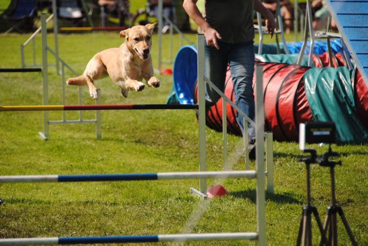 8 DIY Dog Agility Course Equipment Plans (With Pictures)
