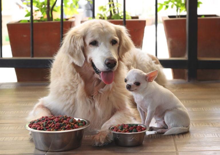 How to Help Your Dog Gain Weight: Vet Reviewed Facts & FAQs