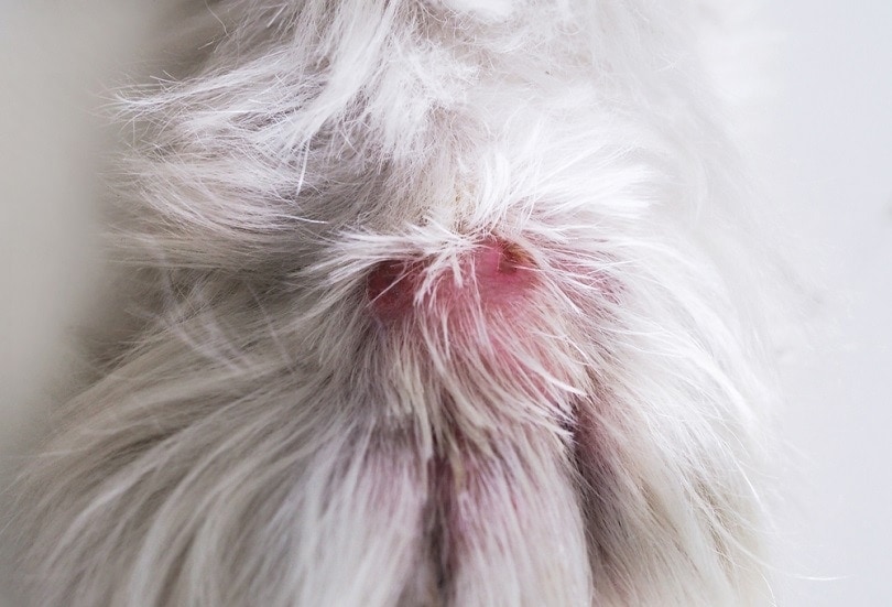 Dog Bitten by Snake? Our Vet Explains the Signs, Treatment & Prevention