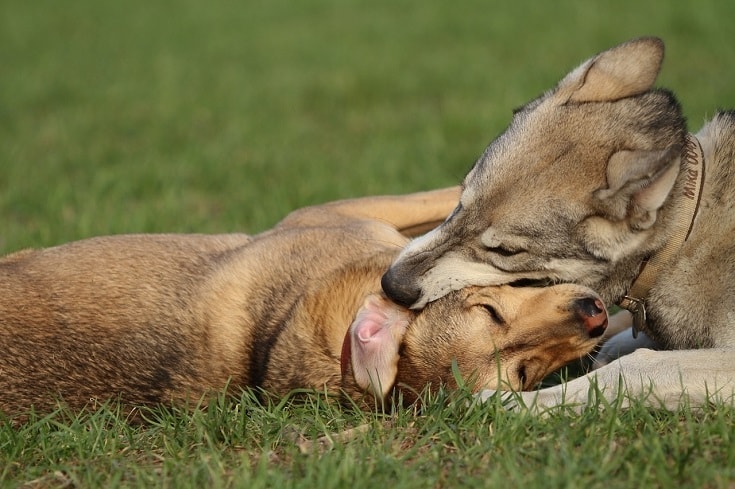 Dog Bitten by Another Dog? Our Vet Explains What to Do