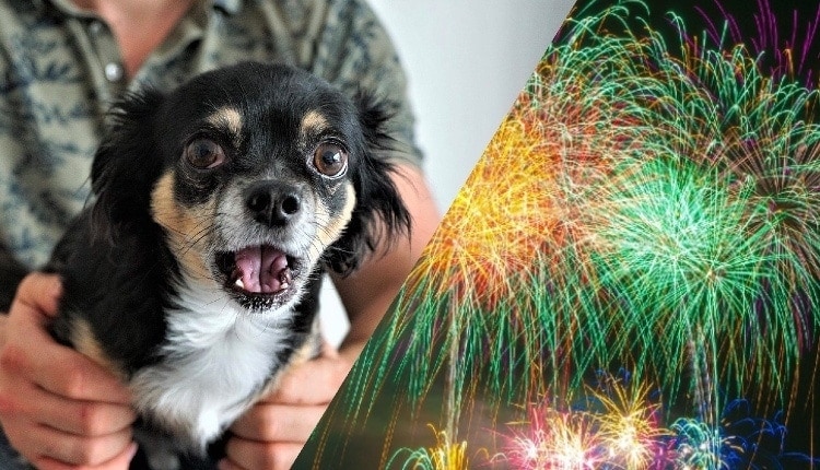 How to Calm a Dog During Fireworks: 10 Vet-Reviewed Tips