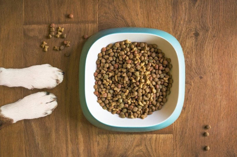 German Shepherd Not Eating: 10 Reasons Why & What to Do