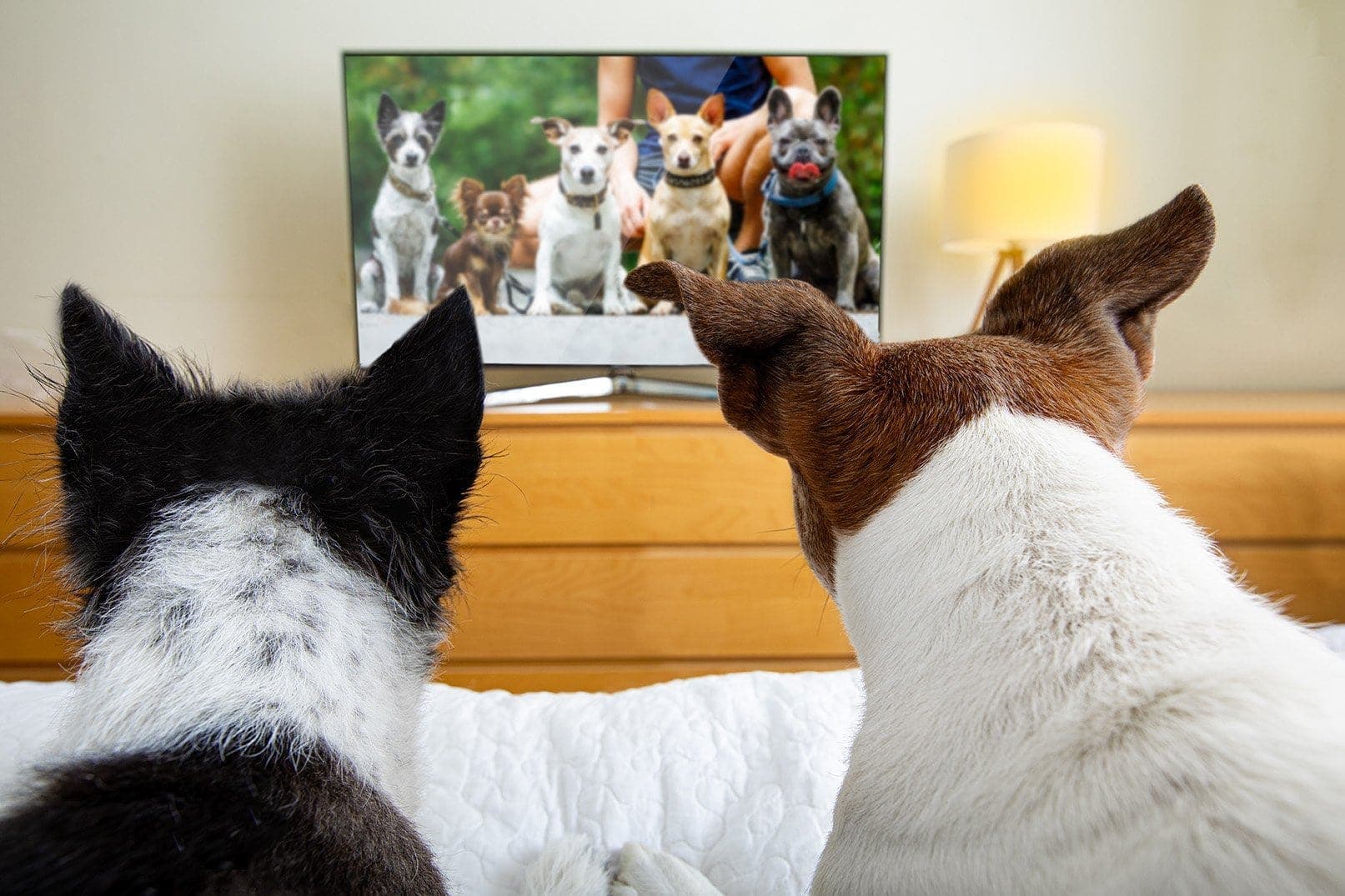Should I Leave the TV On For My Dog? Vet-Reviewed Facts & FAQ