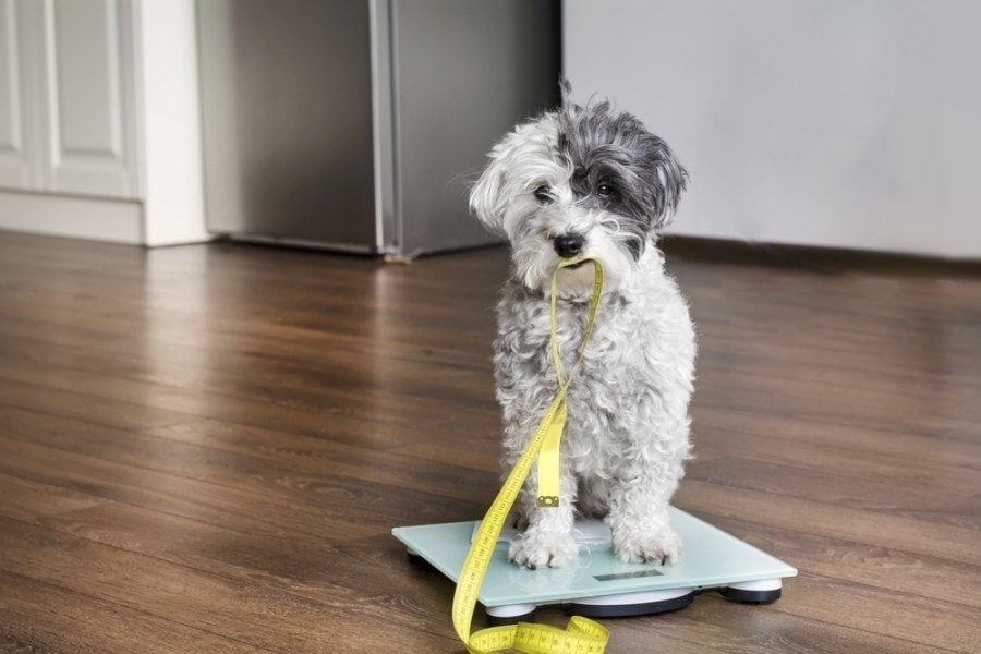How to Determine a Dog's Body Condition Score: Vet-Reviewed Health Facts