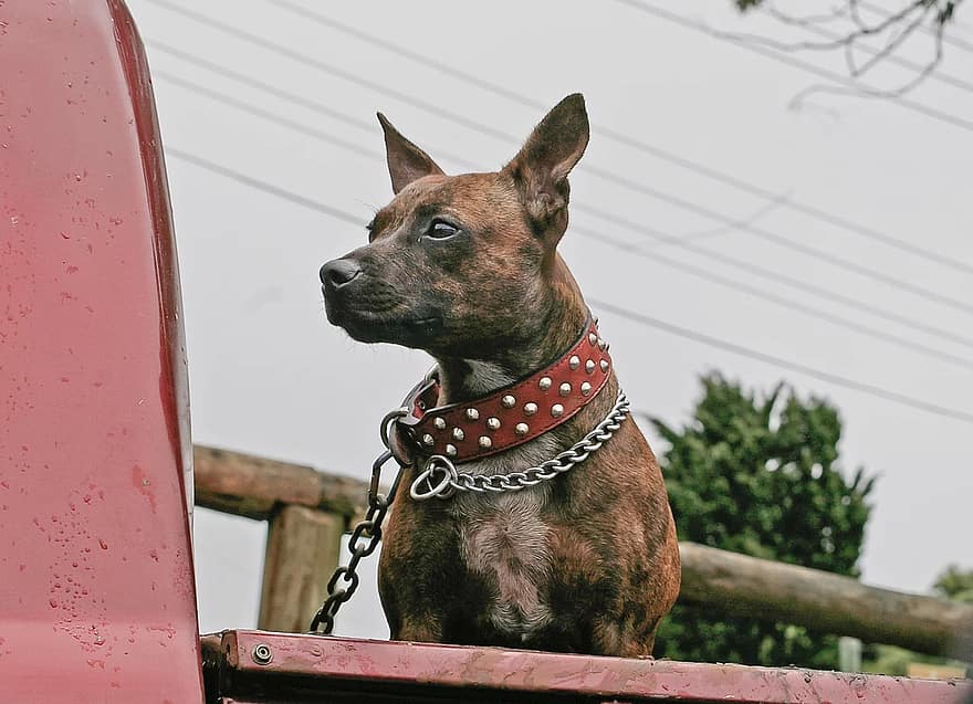 What Are the Best Materials for a Dog Collar?