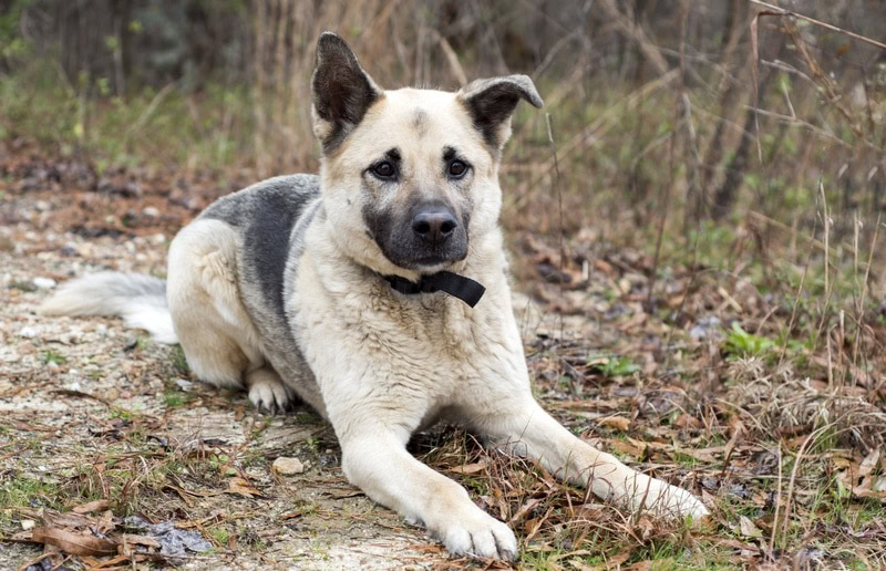 Chow Shepherd (Chow Chow & German Shepherd Mix): Info, Pictures & More
