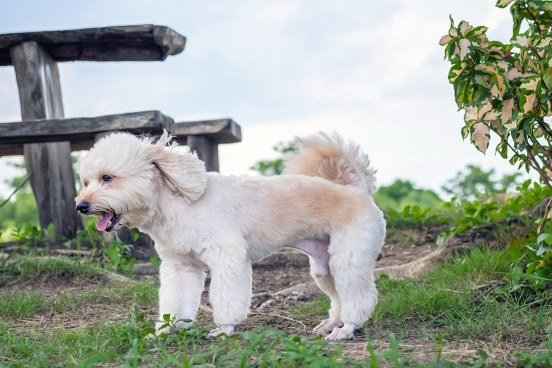 Woodle (Poodle & Whelsh Terrier Mix): Info, Pictures & Traits