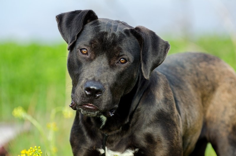 American Bullador (American Bulldog & Labrador Mix): Info, Pictures, Characteristics & Facts
