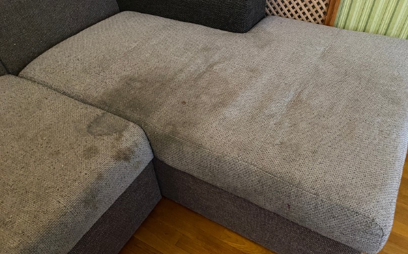 6 Best Ways to Clean Dog Vomit Out of the Couch (Quick & Easy)