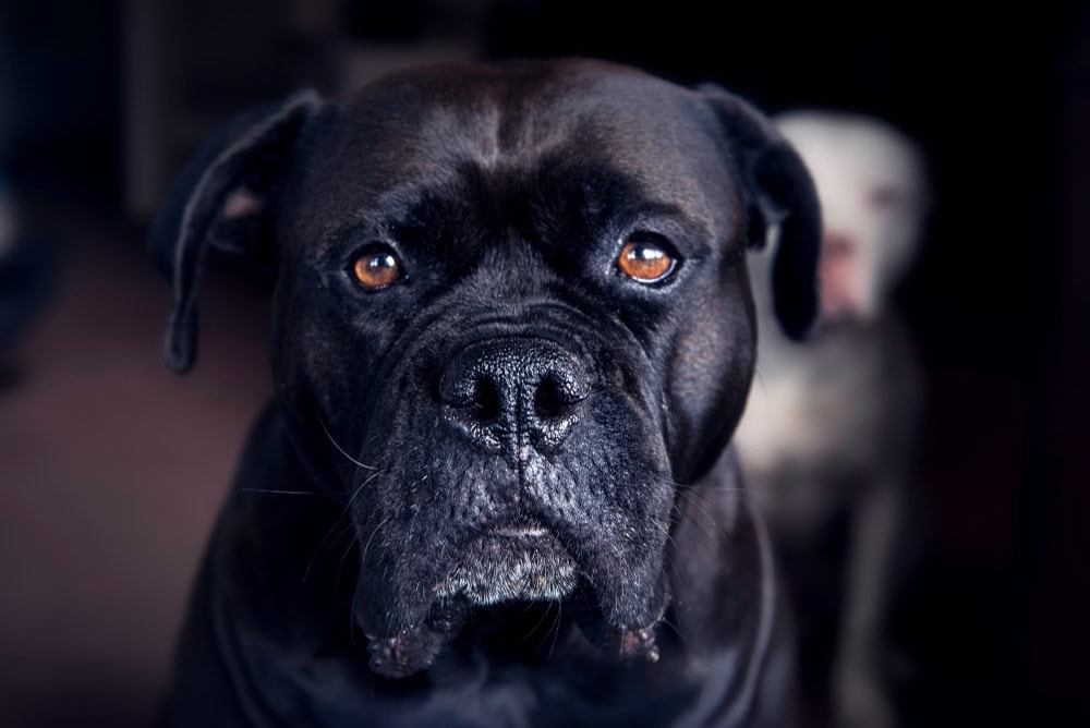 Englian Mastiff (Mastiff & Neapolitan Mastiff Mix): Info, Pictures, Characteristics & Facts