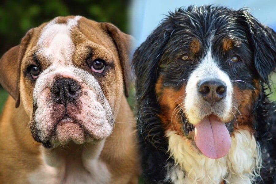 Mountain Bulldog (English Bulldog & Bernese Mountain Dog Mix): Info, Pictures, Characteristics & Facts