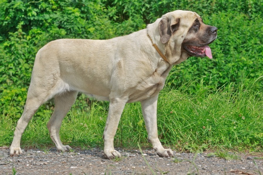 Mastiff Dog Breed: Info, Pictures, Personality & More