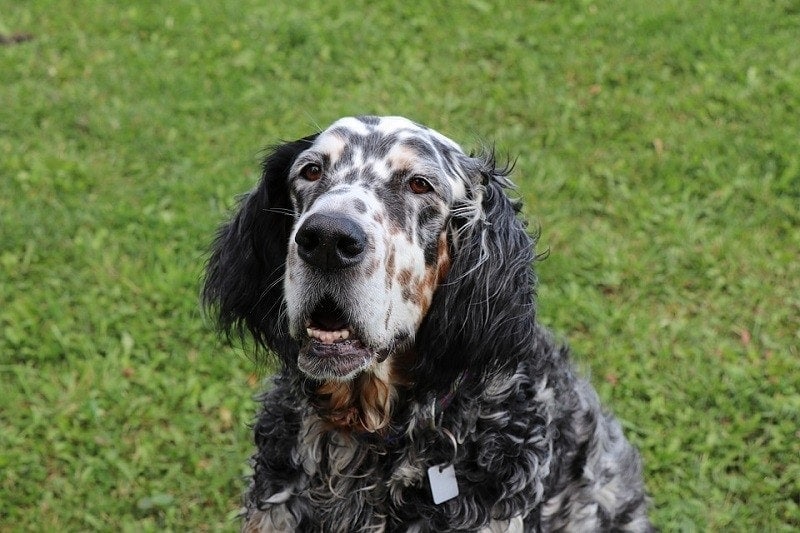 english setter