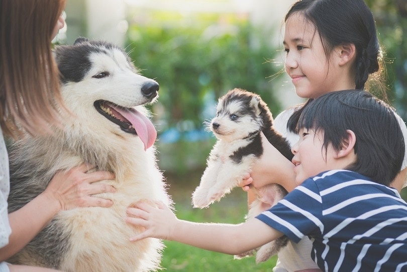 Are Huskies Good Family Dogs? 6 Things to Consider